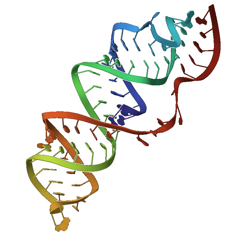 Predicted RNA fold, coloured 5′→3′.